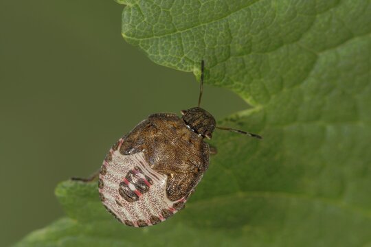 Spring tree bug (Peribalus strictus) in the fifth larval stage with patterned carapace on green leaf, Baden-W&uuml;rttemberg, Germany