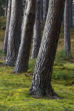 Pine (Pinaceae) in a forest in Scotland, Aviemore, Scotland, United Kingdom