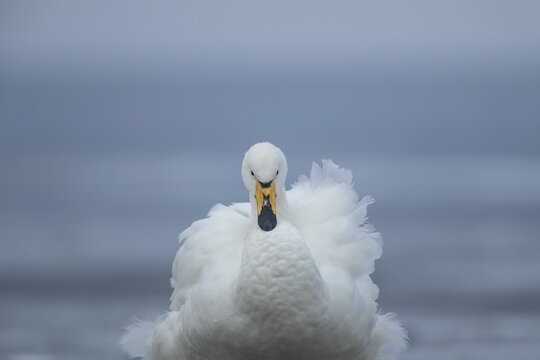 Whooper swan (Cygnus cygnus) adult bird ruffling its feathers, England, United Kingdom