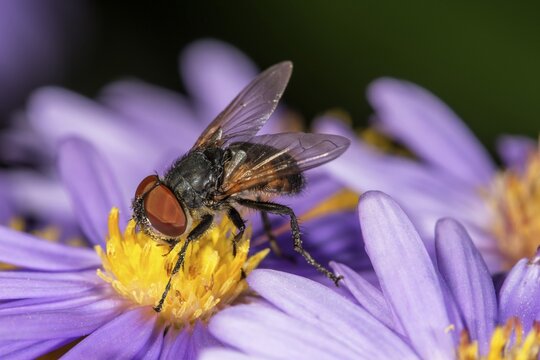 Parasite fly (Elomya lateralis) on aster blossom, Baden-W&uuml;rttemberg, Germany