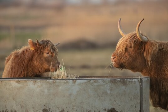 Highland cattle (Bos taurus) adult and juvenile animal eating grass, Lincolnshire, England, United Kingdom