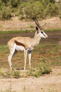 Springbok (Antidorcas marsupialis), Kaokoland, Namibia