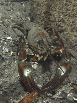 A signal crayfish (Pacifastacus leniusculus), American crayfish, invasive species, searches the sandy substrate for food. Terlinden dive site, K&uuml;snacht, Lake Zurich, Canton Zurich, Switzerland