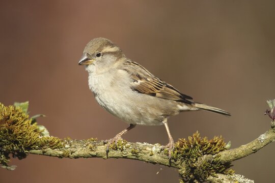 House Sparrow (Passer domesticus) female, Allg&auml;u, Bavaria, Germany, Allg&auml;u, Bavaria, Germany