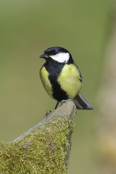 Great tit (Parus major), sitting on moss-covered stone, Wilden, North Rhine-Westphalia, Germany