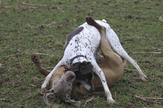 Hunting dog German Shorthair (white) and hunting dog Weimaraner Shorthair in dispute, Lower Austria, Austria