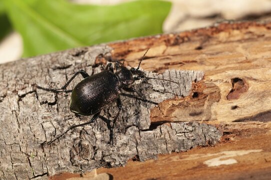 Calosoma inquisitor, small doll predator, climbing beetle, lesser searcher, beetle, coleoptera, insects, beetles