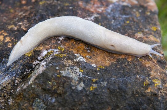 Black keel-back slug, limax cinereoniger, snowgel, black snowgel, albinism, gastropod, mollusca, snails, snails, molluscs