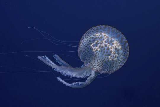 A jellyfish (Pelagia noctiluca) floats in the deep blue sea in the Mediterranean near Hy&egrave;res, Giens peninsula diving site, Porquerolles, Provence, C&ocirc;te d'Azur, France