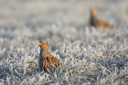Grey partridges (Perdix perdix) are a rare sight in Schleswig-Holstein and this early morning encounter is all the more pleasing, hoarfrost, frost, Germany