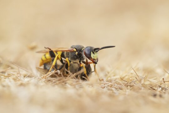 European bee wolf (Philanthus triangulum) adult solitary wasp insect carrying a Honey bee back to its burrow in a sand bank in summer, RSPB Minsmere nature reserve, Suffolk, England, United Kingdom