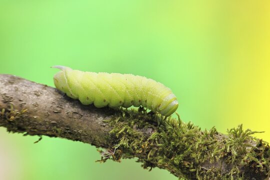 Evening Peacock (Smerinthus ocellata), caterpillar climbing a branch, hawk-moths, insects, moths, butterflies, animals, other animals, Siegerland, North Rhine-Westphalia, Germany
