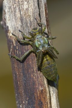 Broad-bodied chaser, libellula depressa, flatbelly, anisoptera, dragonflies, high size, portrait format, insects, larva, larva, dragonflies, odonata, hatching, hatching
