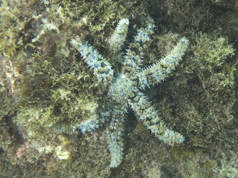 A detailed view of a white starfish (Coscinasterias tenuispina) with blue markings on an algae-covered seabed, dive site: El Cabron Marine Reserve, Arinaga, Gran Canaria, Spain, Europe, Atlantic Ocean