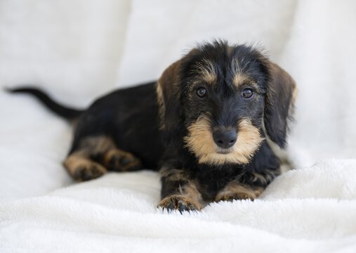 Rough-haired dachshund, female, puppy, 12 weeks, lying on blanket, sofa, white, Stuttgart, Baden-W&uuml;rttemberg, Germany