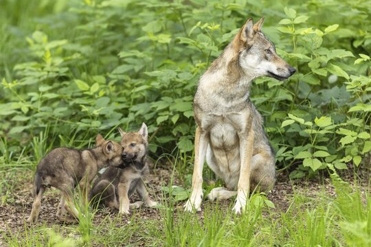 A mother wolf looks to the side while her pups play and touch each other, European grey gray wolf (Canis lupus) pups, Germany