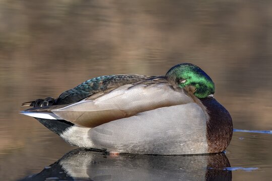 Mallard (Anas platyrhynchos), male, sleeping in shallow water, Brixlegg, Tyrol, Austria