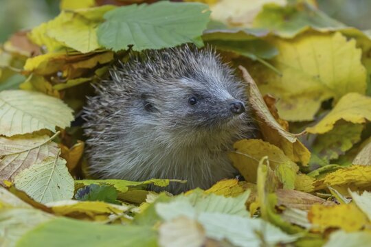 European hedgehog (Erinaceus europaeus) adult animal amongst fallen autumn leaves, England, United Kingdom