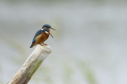 Common kingfisher (Alcedo atthis) adult bird regurgitating a food pellet from its beak on a wooden post in a lake, Norfolk, England, United Kingdom