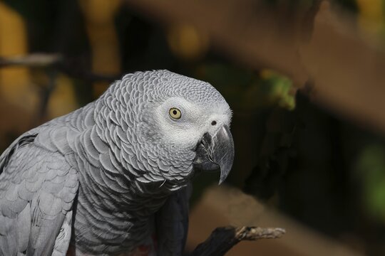 Grey parrot (Psittacus erithacus timneh), adult on tree, animal portrait, occurrence Central Africa and West Africa, captive, Hesse, Germany