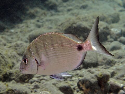 White seabream (Diplodus sargus), El Cabron marine reserve dive site, Arinaga, Gran Canaria, Spain, Atlantic Ocean