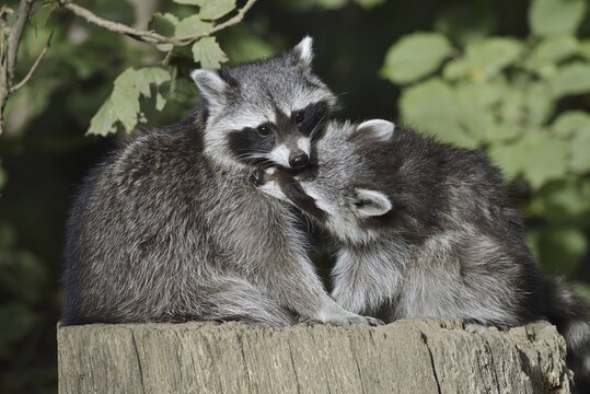 Raccoon (Procyon lotor) with young, North Rhine-Westphalia, Germany
