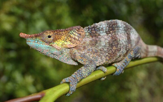 Male cryptic chameleon (Calumma crypticum) in rainforest, Ranomafana National Park, Southern Highlands, Madagascar