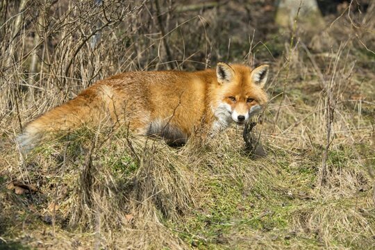 Carnivora, predators, red fox, vulpes vulpes, fox, mammals, raptors, mammals, mammals