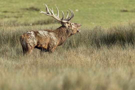 Red deer (Cervus elaphus), deer roaring during the rut