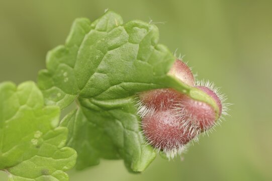 Gundermann gall wasp (Liposthenes glechomae), Gallapfel, North Rhine-Westphalia, Germany