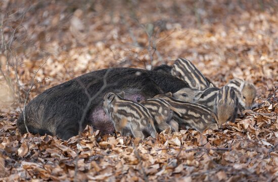Wild boar, wild boar (Sus scrofa), a female lies on the ground and suckles young boars in the forest, Germany