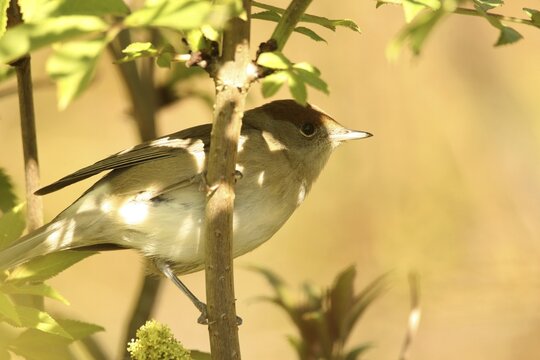 Blackcap (Sylvia atricapilla) female in bushes, Allg&auml;u, Bavaria, Germany