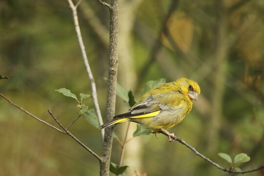 European greenfinch (Chloris chloris) Allg&auml;u, Bavaria, Germany