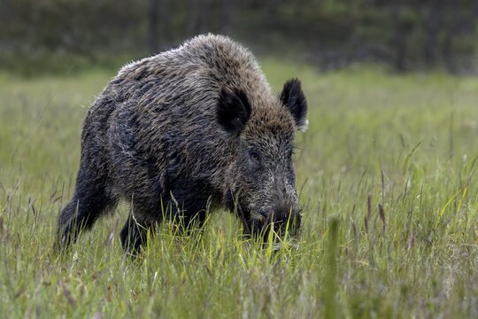 With a sceptical look, the wild boar (Sus scrofa), a few metres away, wanders past me, late spring, early summer, defensive, June, Denmark