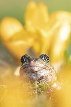 Common frog (Rana temporaria) adult amphibian amongst garden yellow crocus flowers in spring, England, United Kingdom