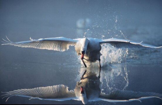 Mute Swan, starting (Cyngus olor)