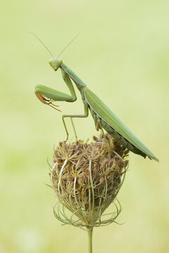European mantis (Mantis religiosa), male, Haut-Rhin, Alsace, France