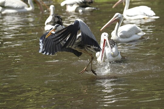 Grey heron (Ardea cinerea) snatches a fish from a australian pelican (Pelecanus conspicillatus), Vogelpark Walsrode, Lower Saxony, Germany