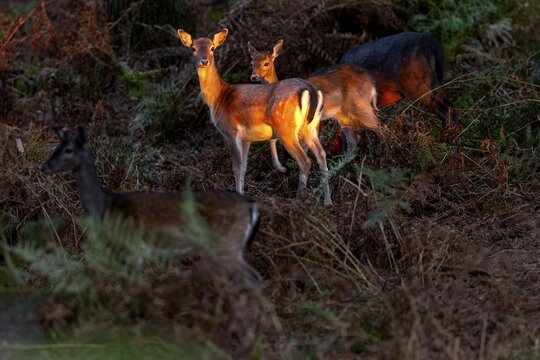 The last rays of the low evening sun penetrate the forest and meet a herd of fallow deer (Dama dama), acorn mast, animal child, autumn, rut, fallow deer rut, October, Germany