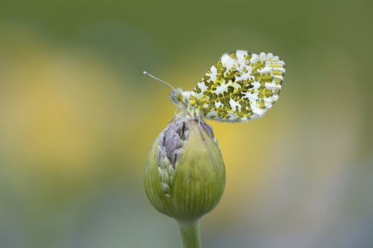 Orange tip butterfly (Anthocharis cardamines) adult male insect resting on a garden Allium flower bud in spring, Suffolk, England, United Kingdom