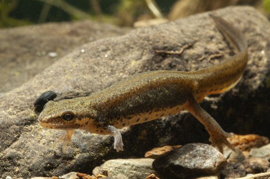Lissotriton vulgaris meridionalis, southern smooth newt, southern pond newt, abnormality, amphibians, amphibians, caudata, female, amphibians, abnormality, newt, tail amphibians, water newts, female