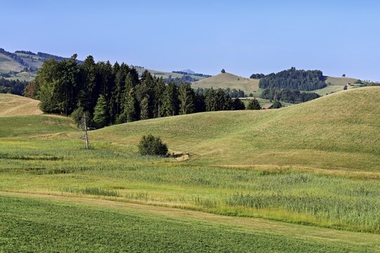 Linden trees (Tilia) growing in parched, dried-up meadows in the drumlin landscape, the hot summer of 2026, Hirzel, Canton of Zurich, Switzerland