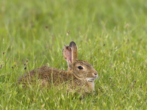 European rabbit (Oryctolagus cuniculus), Texel Island, Netherlands
