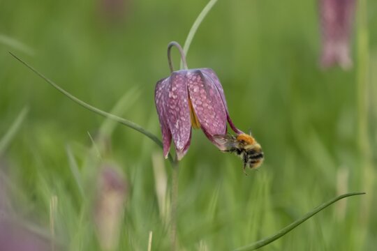 Common carder bumblebee (Bombus pascuorum) adult bee insect flying towards a Snake's head fritillary (Fritillaria meleagris) flower in spring, England, United Kingdom