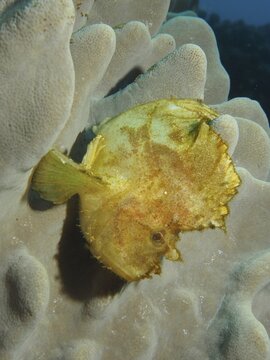 Yellow leaf scorpionfish (Taenianotus triacanthus) on soft coral, Sodwana Bay National Park dive site, Maputaland Marine Reserve, KwaZulu Natal, South Africa