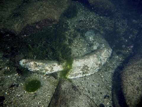 A dead catfish (Silurus glanis), Waller, lying on the bottom of the water, dive site Zollbr&uuml;cke, Rheinau, Canton Zurich, Rhine, High Rhine, Switzerland, Jestetten, Germany