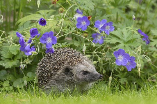 European hedgehog (Erinaceus europaeus) adult animal on a garden lawn with flowering blue geranium flowers in the background in the summer, Suffolk, England, United Kingdom