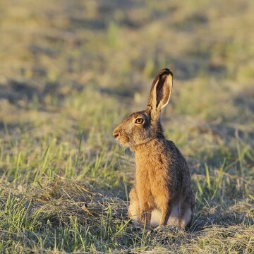 European hare (Lepus europaeus) sitting in a meadow, Rothaargebirge, North Rhine-Westphalia, Germany
