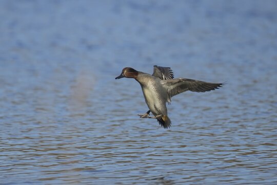 Common teal (Anas crecca) adult male bird in flight coming into land on a lake, Suffolk, England, United Kingdom