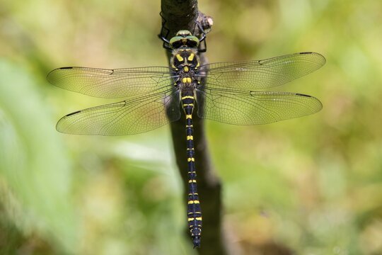 Cordulegaster Boltoni, Golden-ringed Dragonfly, Two-Striped Spring Maiden, Anisoptera, Damselflies, Dragonflies, Insects, Dragonflies, Odonata